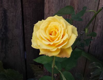 ROSE, SUNNY DELIGHT, #3
