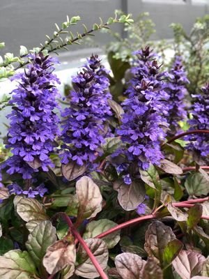 AJUGA, MAHOGANY, 3.25