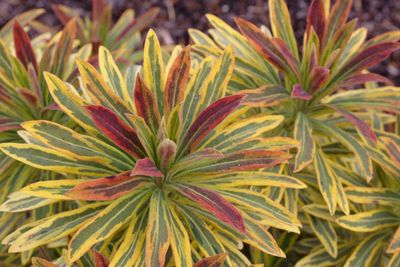 EUPHORBIA, ASCOT RAINBOW, #1