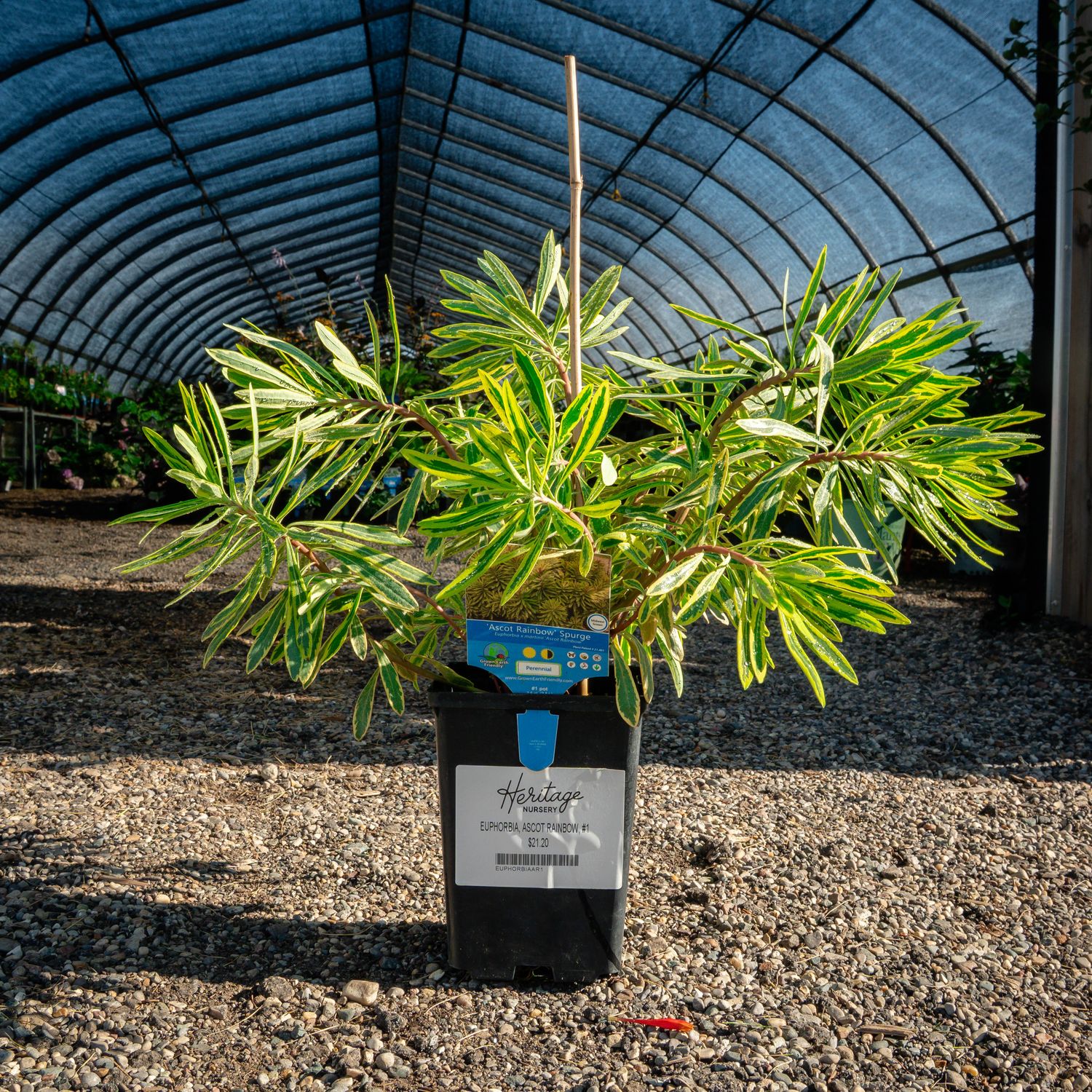 EUPHORBIA, ASCOT RAINBOW, #1