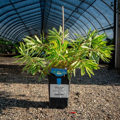 EUPHORBIA, ASCOT RAINBOW, #1