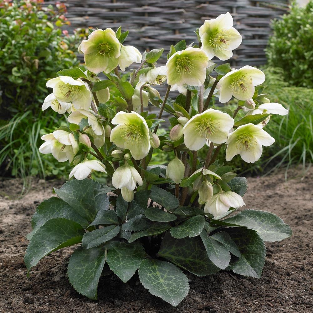 HELLEBORE, MOLLYS WHITE, #1