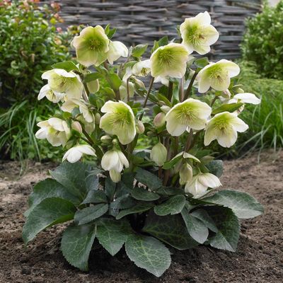 HELLEBORE, MOLLYS WHITE, #1