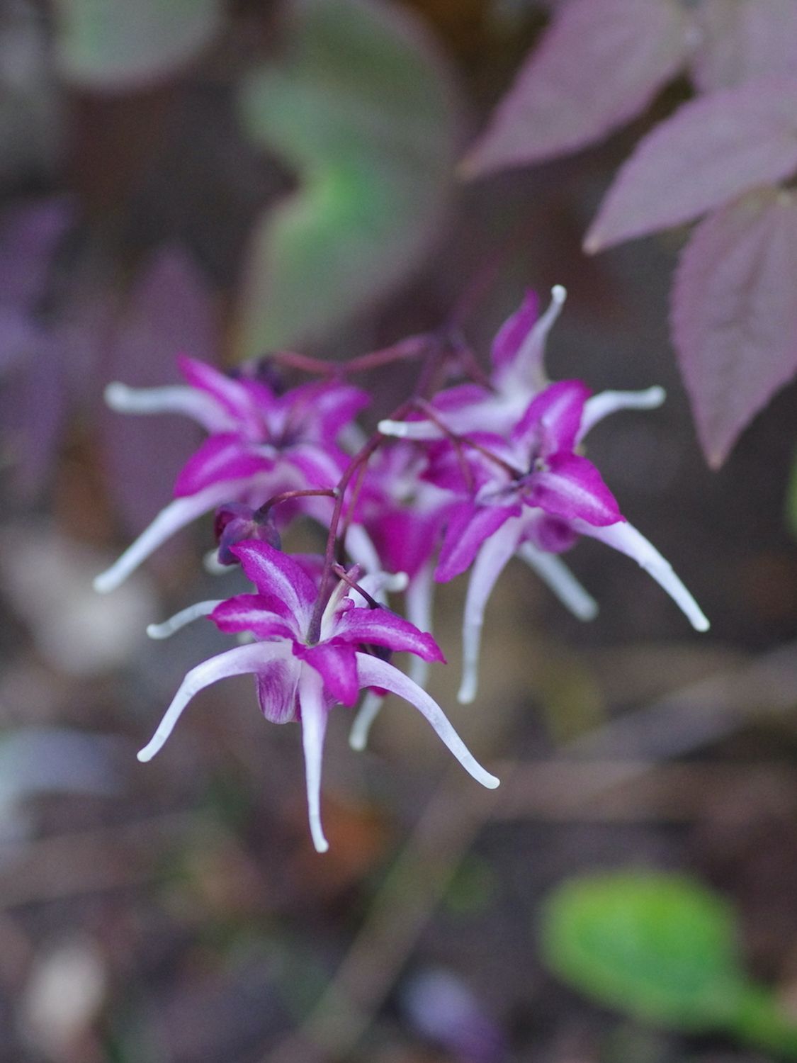 EPIMEDIUM 'QUEEN ESTA', #1