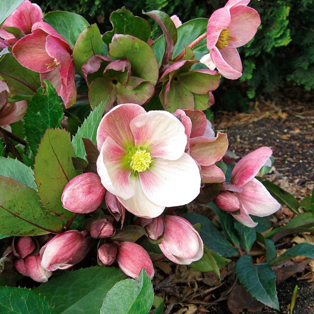 HELLEBORE, PINK FROST, #1