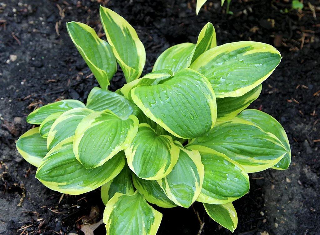 HOSTA, LAKESIDE SLICK CHICK, #1