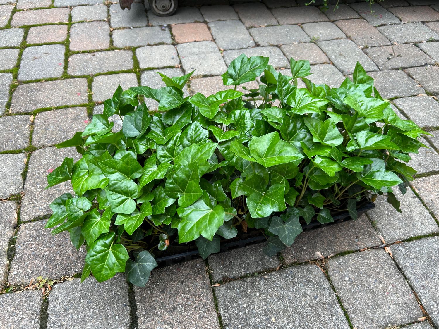 ENGLISH IVY, 50 CELL FLAT