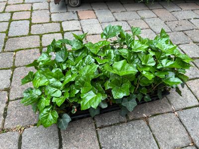 ENGLISH IVY, 50 CELL FLAT