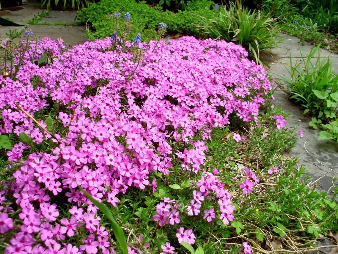 PHLOX, EMERALD PINK, 6PK