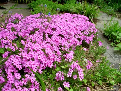 PHLOX, EMERALD PINK, 6PK