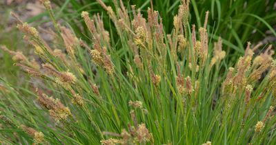 CAREX STRICTA (UPRIGHT SEDGE), #1