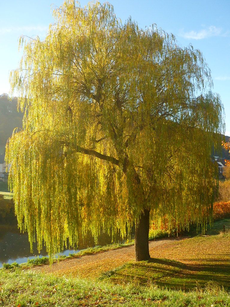 WILLOW, WEEPING, 'TRISTIS', #5