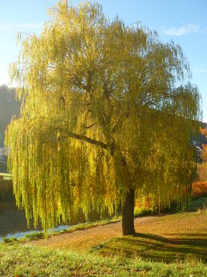 WILLOW, WEEPING, 'TRISTIS', #5