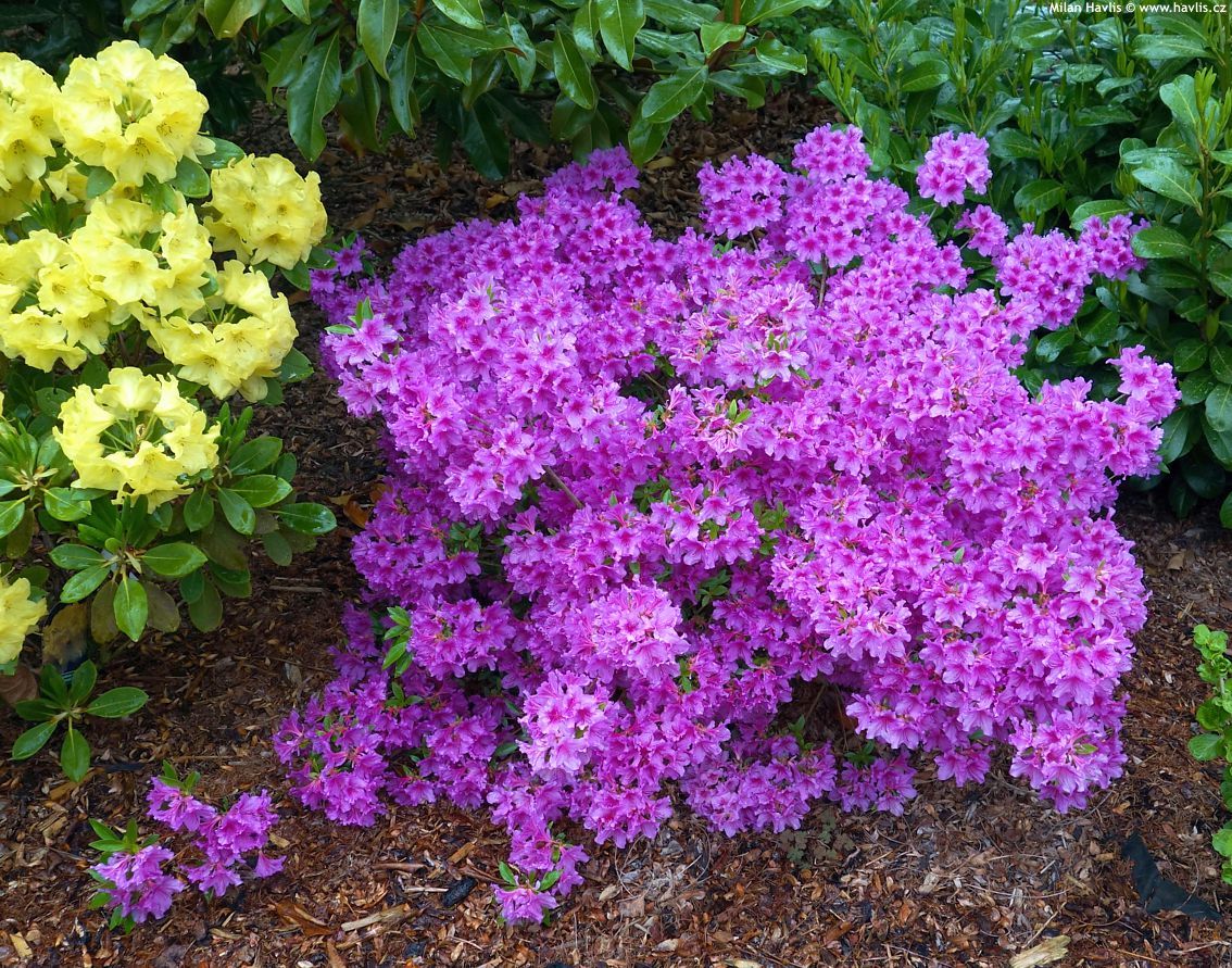 AZALEA, BLUE DANUBE, #3