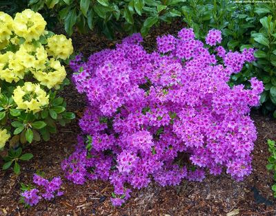 AZALEA, BLUE DANUBE, #3