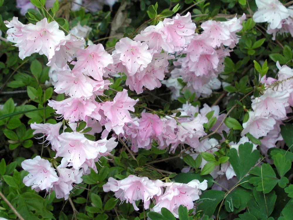 AZALEA, ELLIE HARRIS, #3