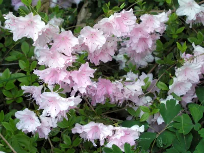 AZALEA, ELLIE HARRIS, #3