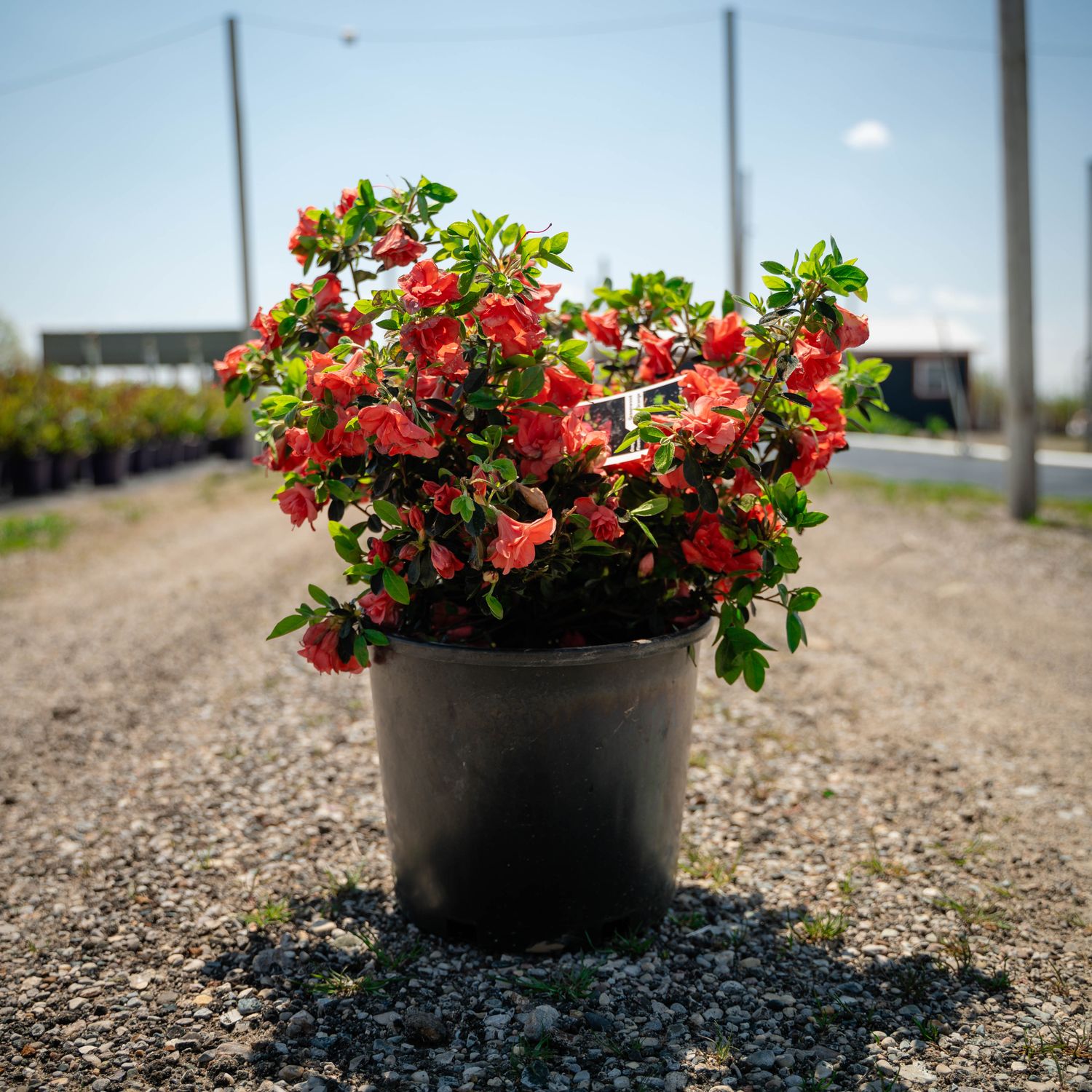 AZALEA, GREENWOOD ORANGE, #3