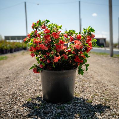 AZALEA, GREENWOOD ORANGE, #3