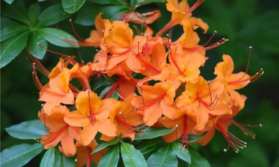 AZALEA, GREENWOOD ORANGE, #3