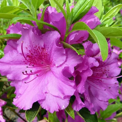AZALEA, PURPLE SPLENDOR, #3