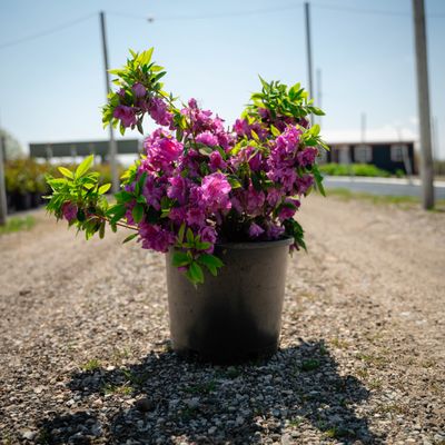 AZALEA, PURPLE SPLENDOR, #3
