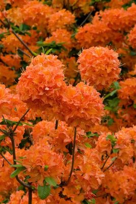 AZALEA, MANDARIN LIGHTS, 15-18" BB