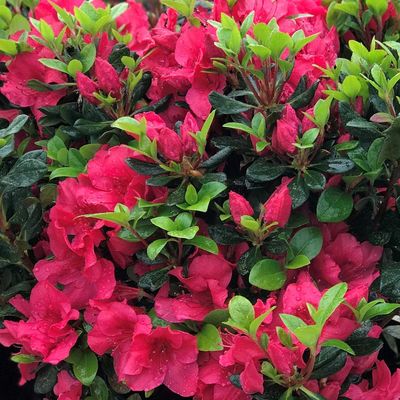 AZALEA, GIRARDS CRIMSON, #3