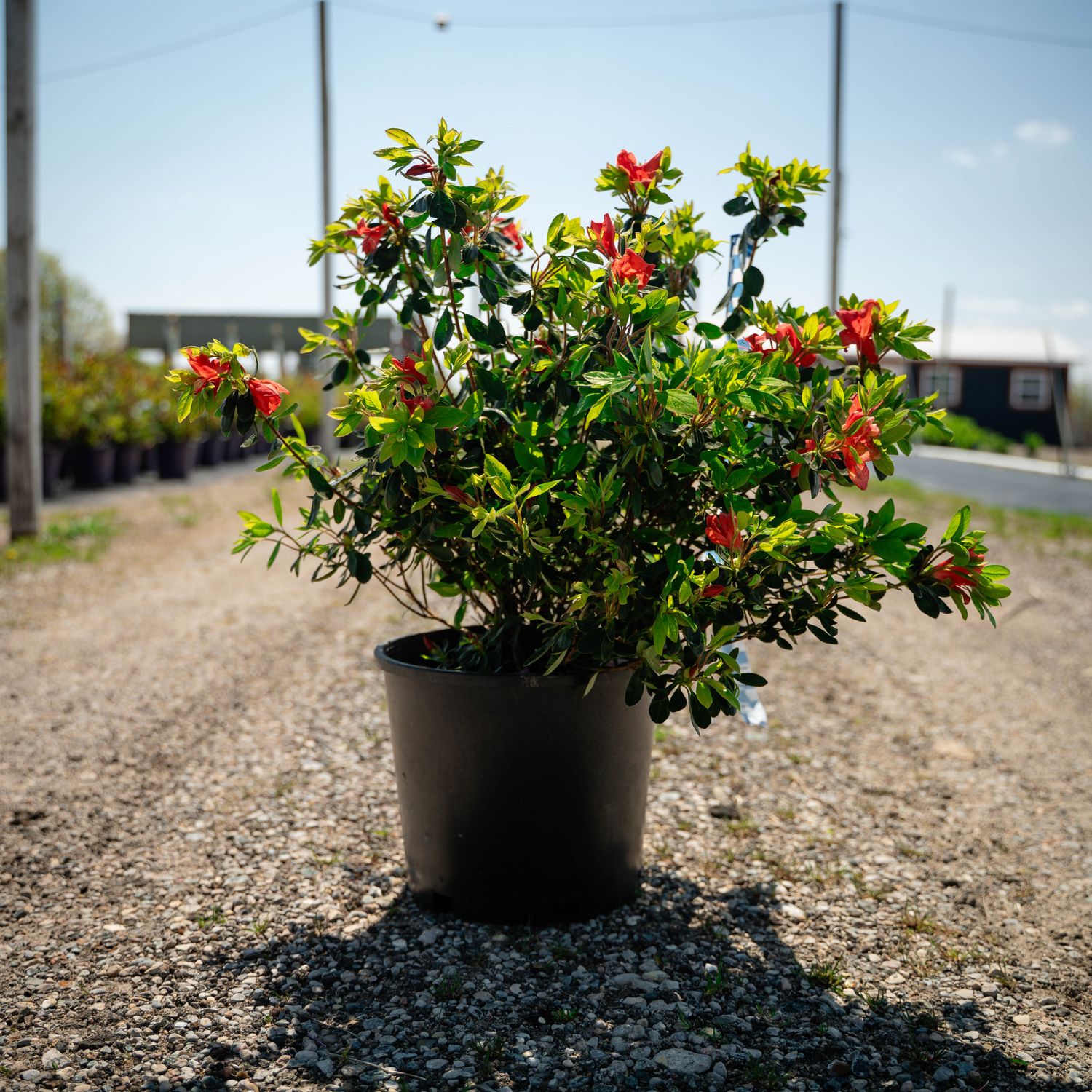 AZALEA, GIRARDS CRIMSON, #3