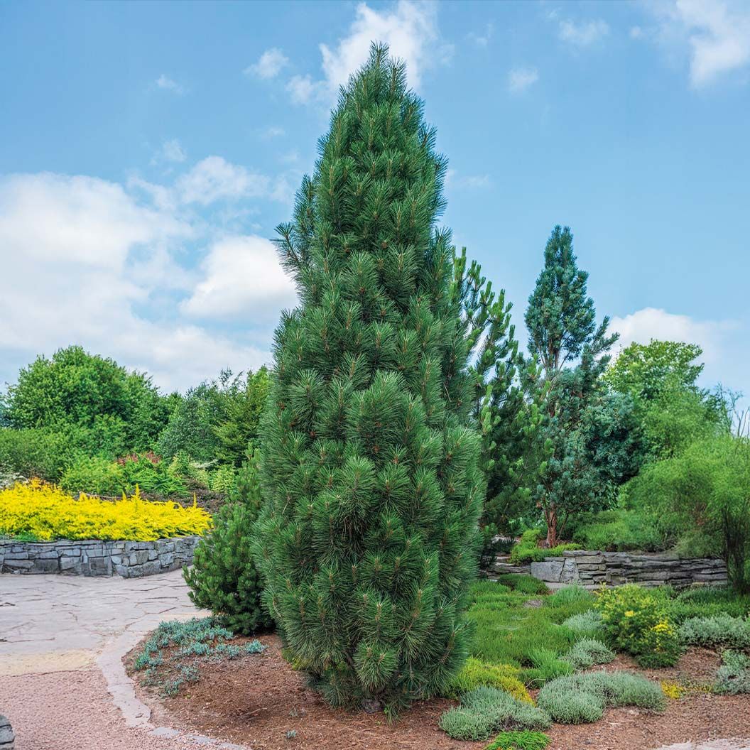 PINE, FRANK AUSTRIAN, 42-48, BB