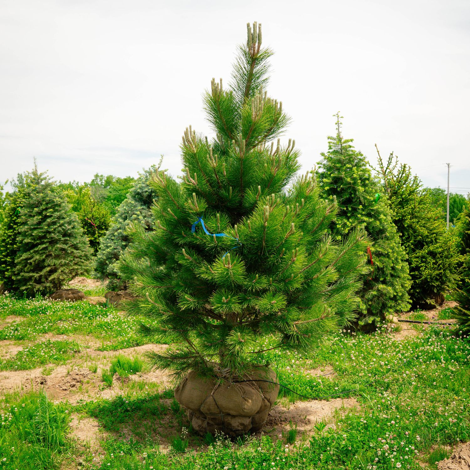 PINE, FRANK AUSTRIAN, 42-48, BB