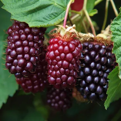 BOYSENBERRY, THORNLESS, #1