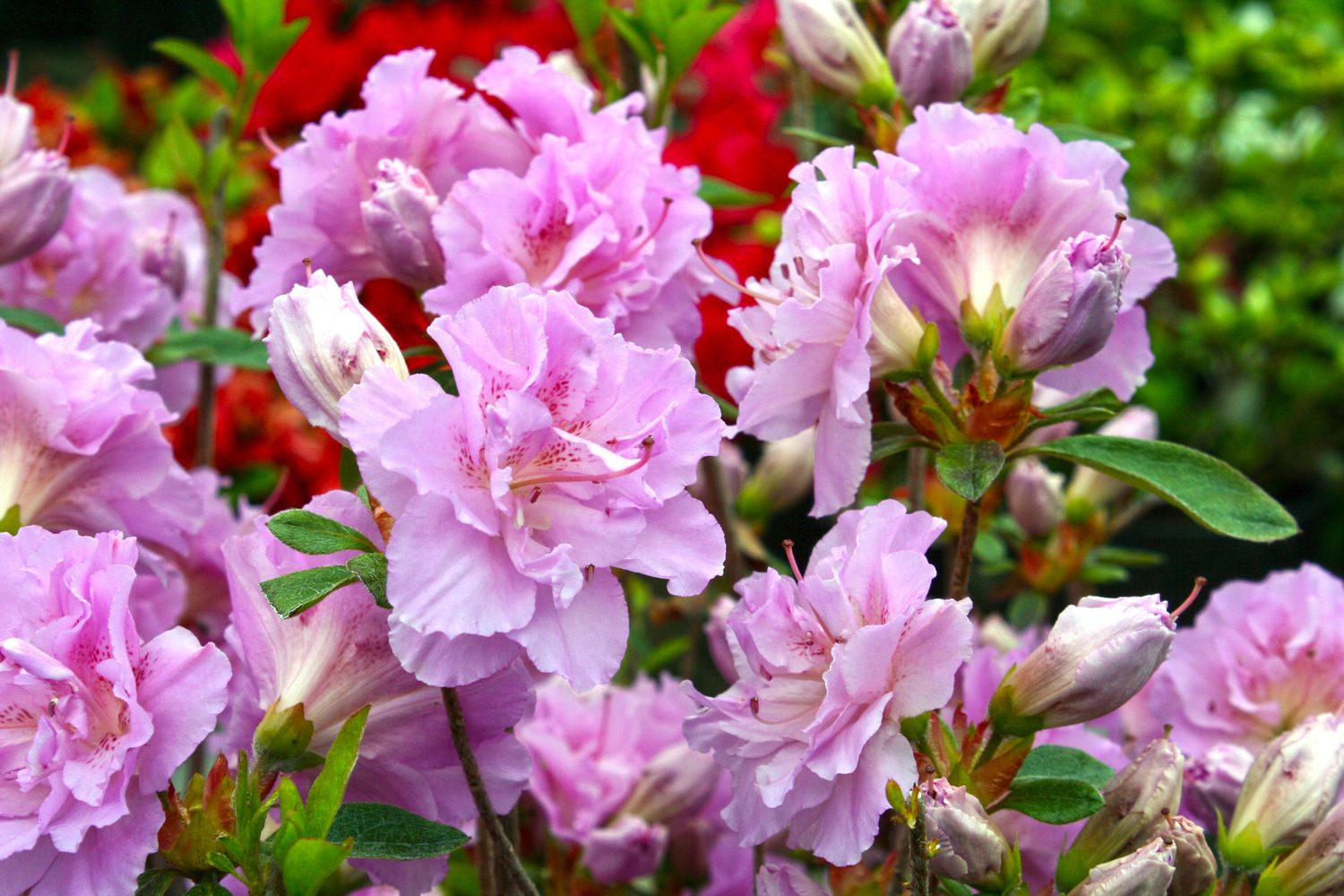 AZALEA, ELSIE LEE, #3