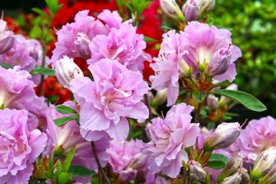 AZALEA, ELSIE LEE, #3