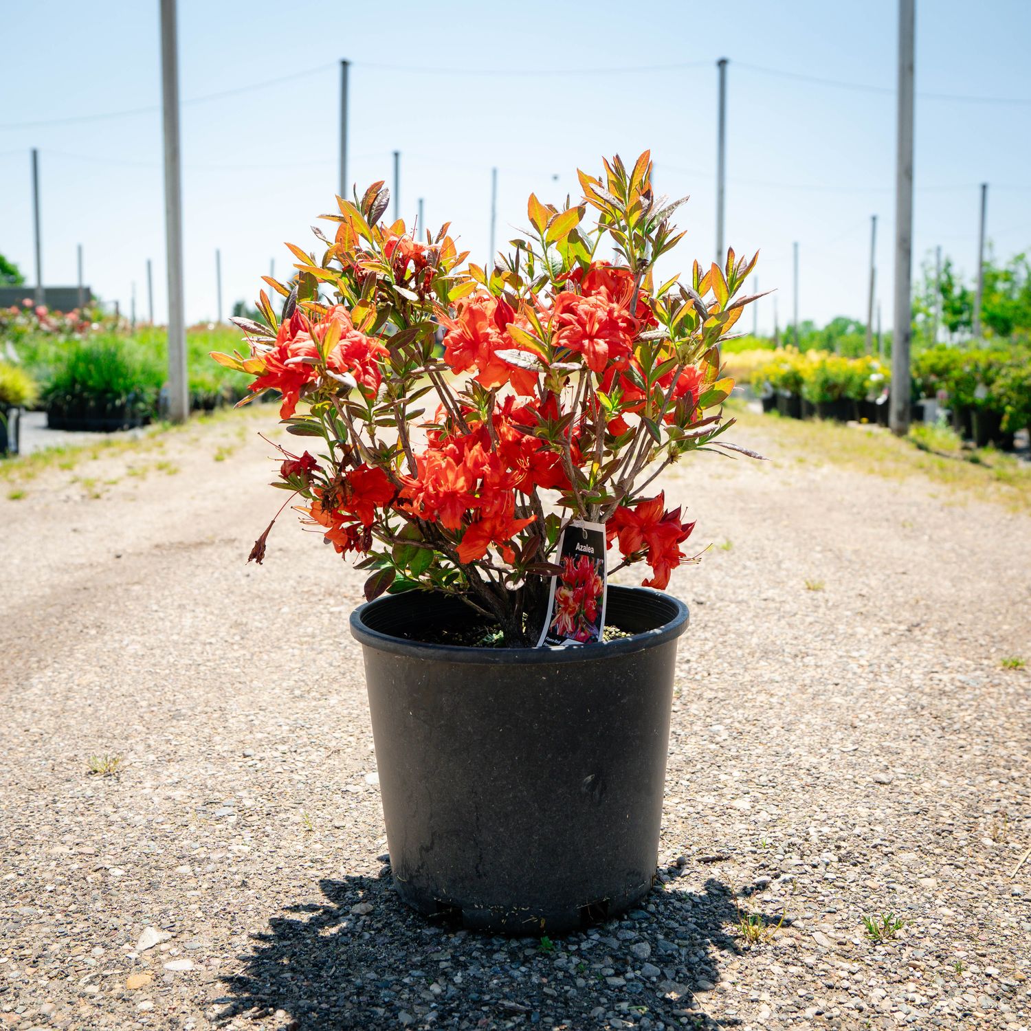AZALEA, FIREBALL, #3