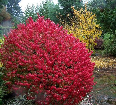 EUONYMUS, BURNING BUSH, 21-24, BB