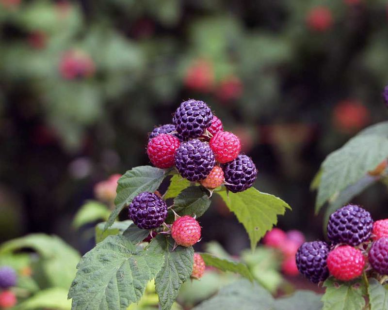 Jibri Raspberry RASPBERRY, JEWEL, #1