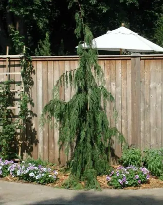 ALASKAN CEDAR, GREEN ARROW, 3-4'BB