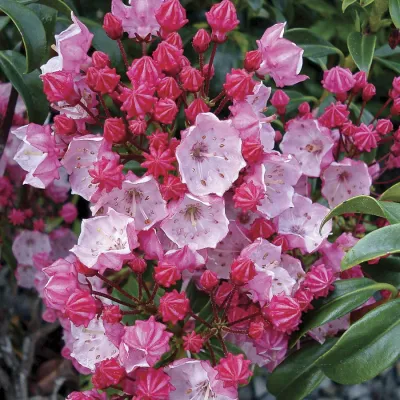 KALMIA, OLYMPIC FIRE, #2