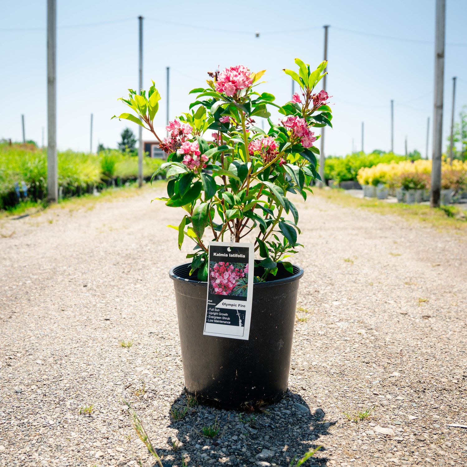 KALMIA, OLYMPIC FIRE, #2