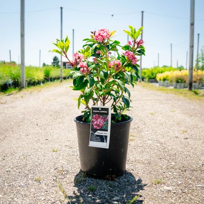 KALMIA, OLYMPIC FIRE, #2