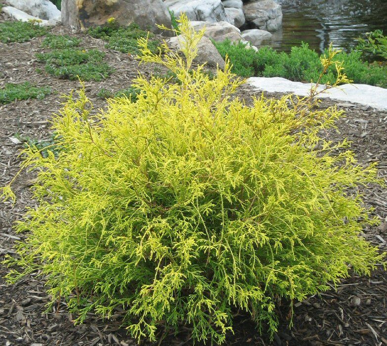 CYPRESS, GOLDEN MOP, 18-21",  BB