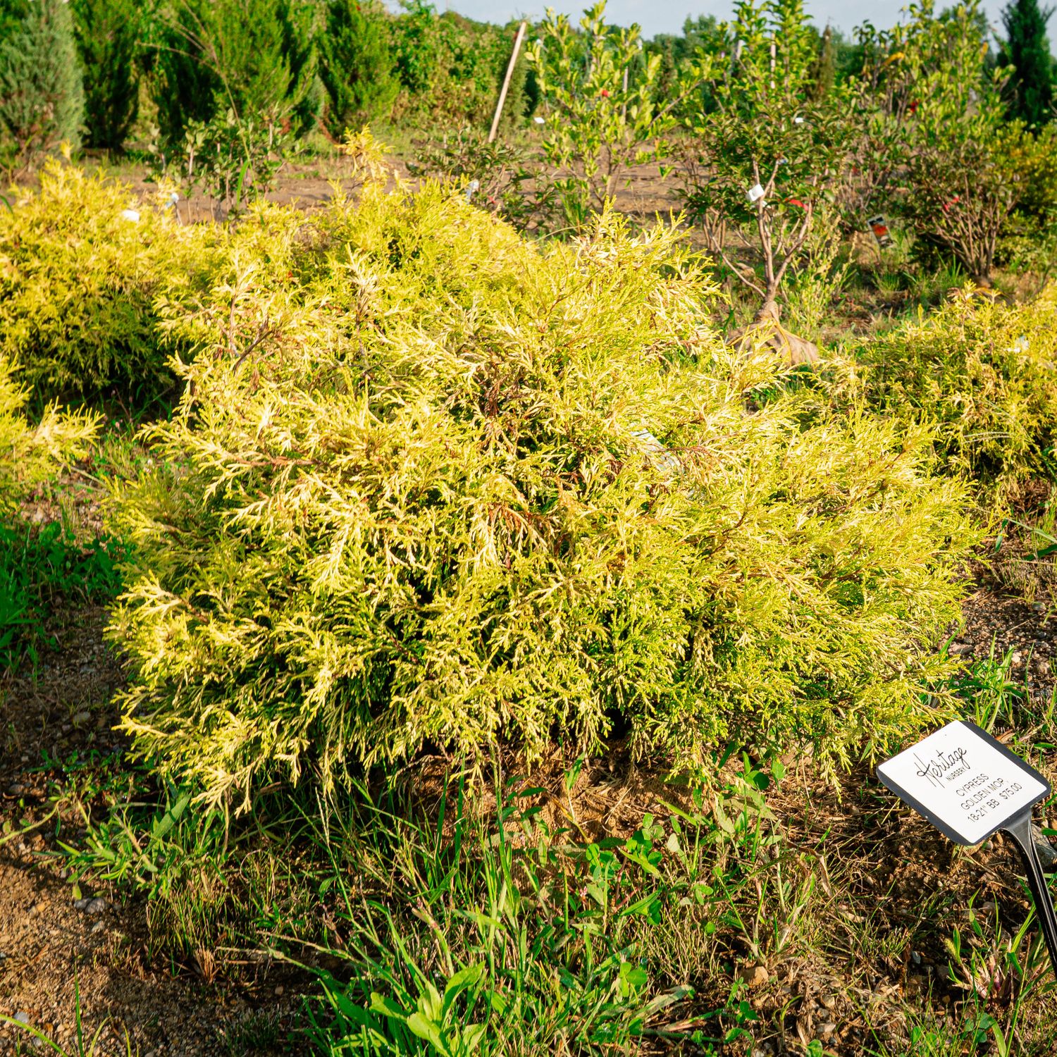 CYPRESS, GOLDEN MOP, 18-21",  BB