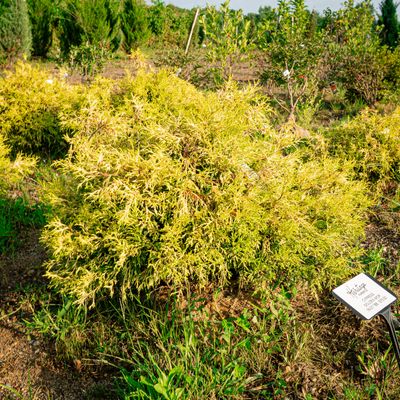 CYPRESS, GOLDEN MOP, 18-21",  BB