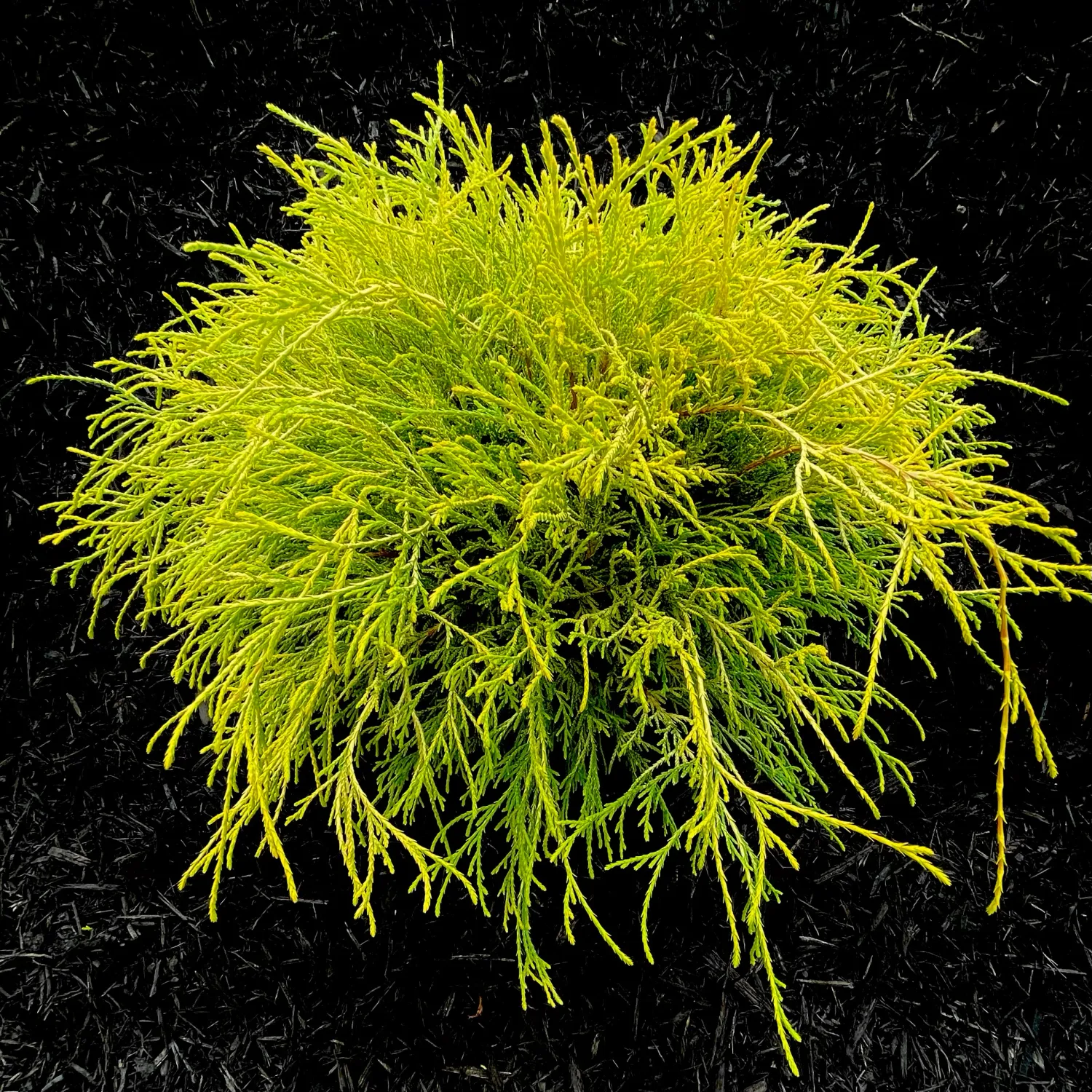 CYPRESS, GOLDEN MOP,  21-24, BB