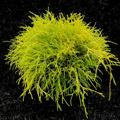 CYPRESS, GOLDEN MOP,  21-24, BB