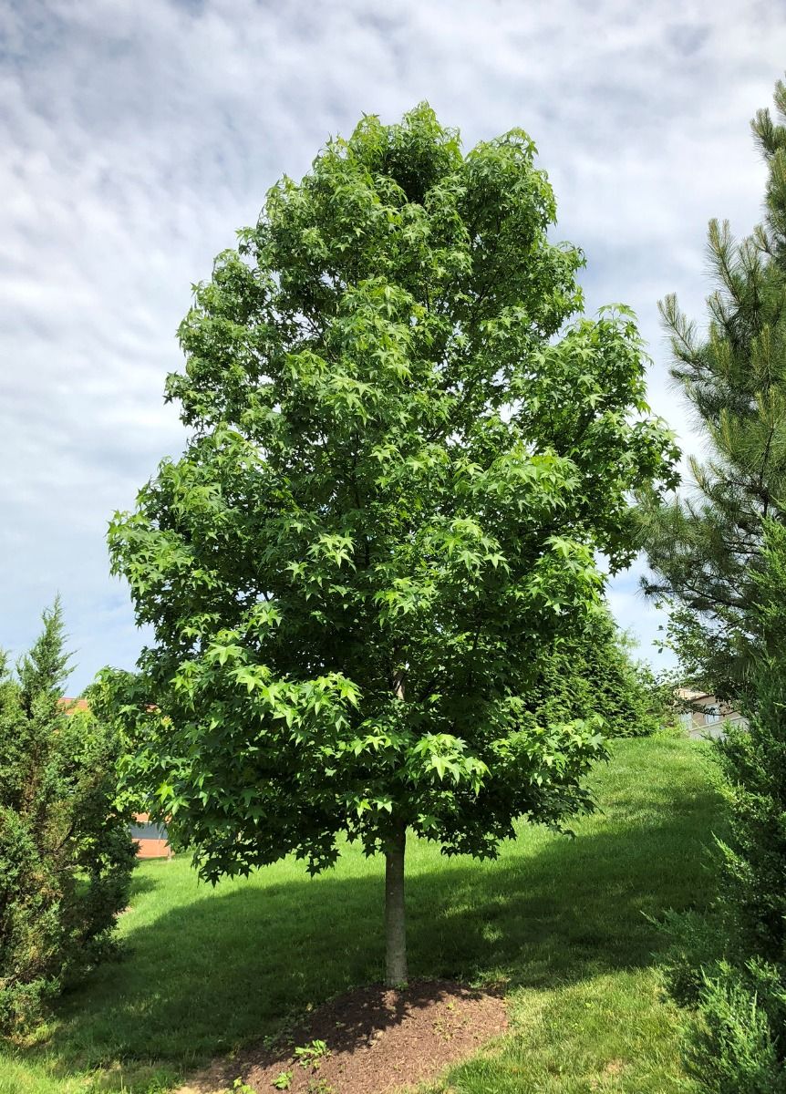 SWEETGUM, 2.0 BB