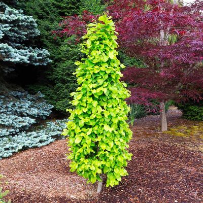HORNBEAM, COLUMNAR, 2", BB