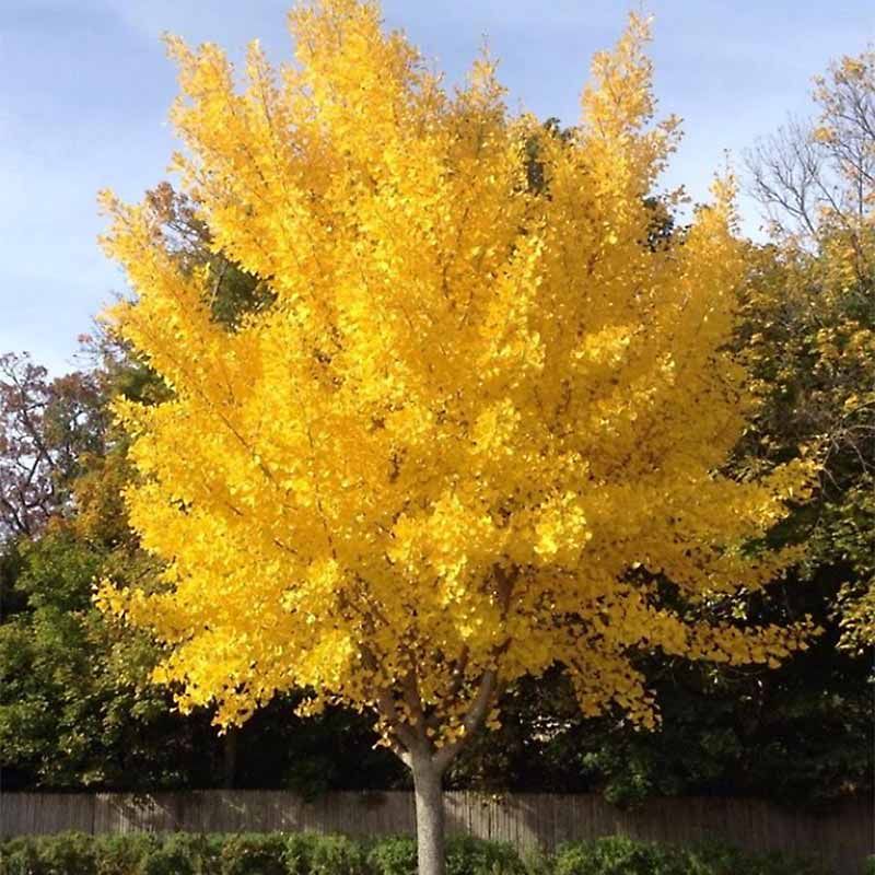 GINKGO, PRES. GOLD, 2" BB