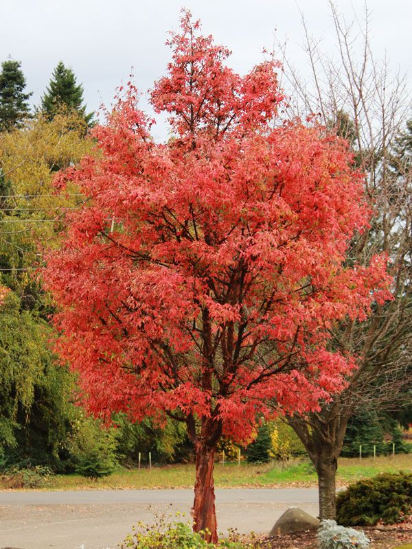 MAPLE, PAPERBARK, 1.50" BB